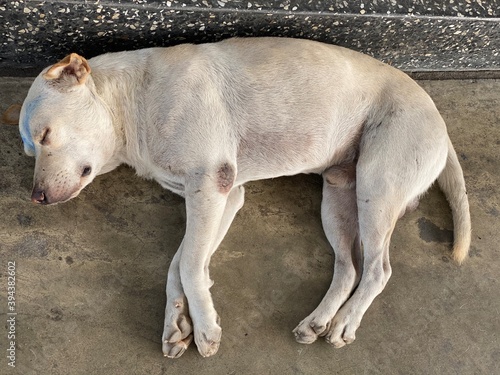 Thai white dog is sleeping and sitting © Sodamika