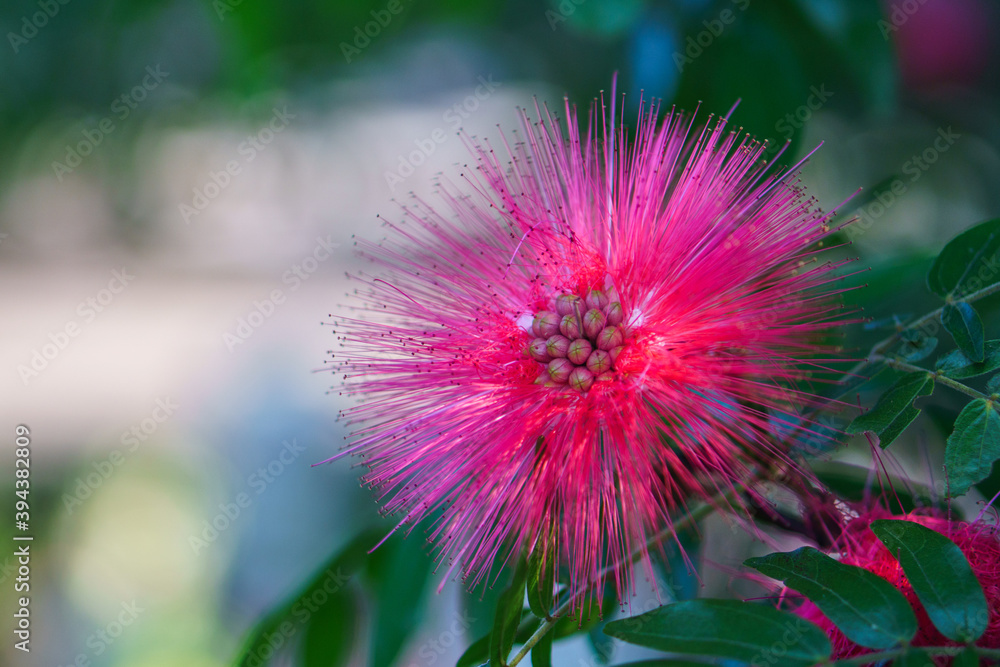 flower of a thistle