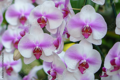 pink orchid flowers