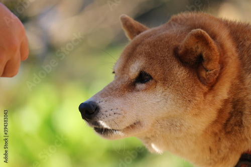  Pet dog in the guest house