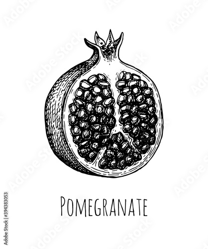 Ink sketch of pomegranate.