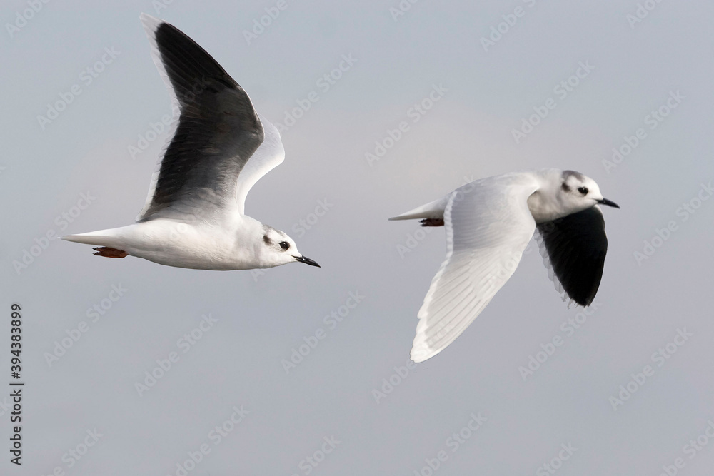 Obraz premium Little Gull, Hydrocoloeus minutus, pair in flight