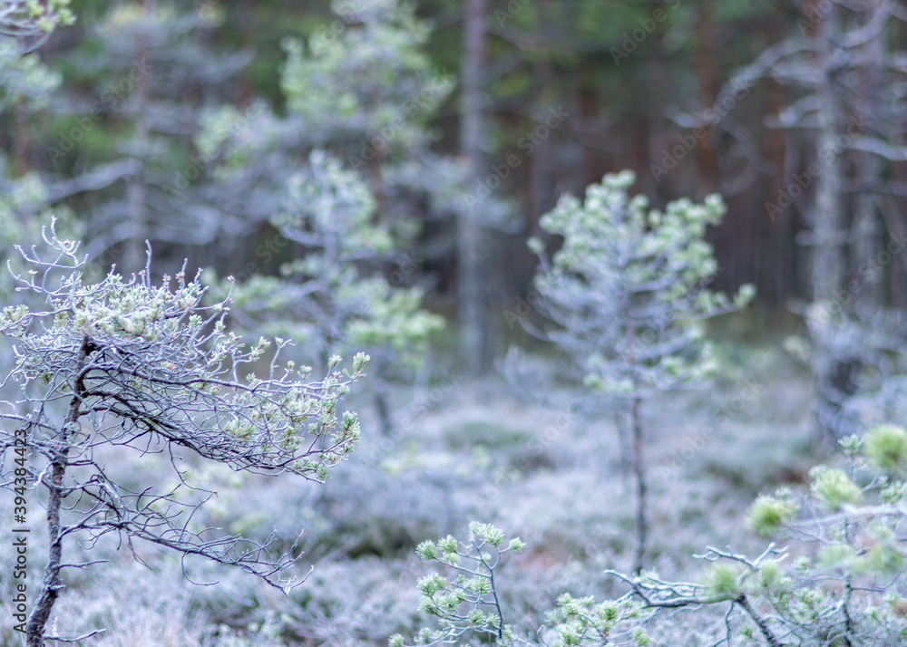 dusk morning in the swamp, first frost on moss mosses, lichens and grass, dark tree silhouettes, autumn morning in the swamp