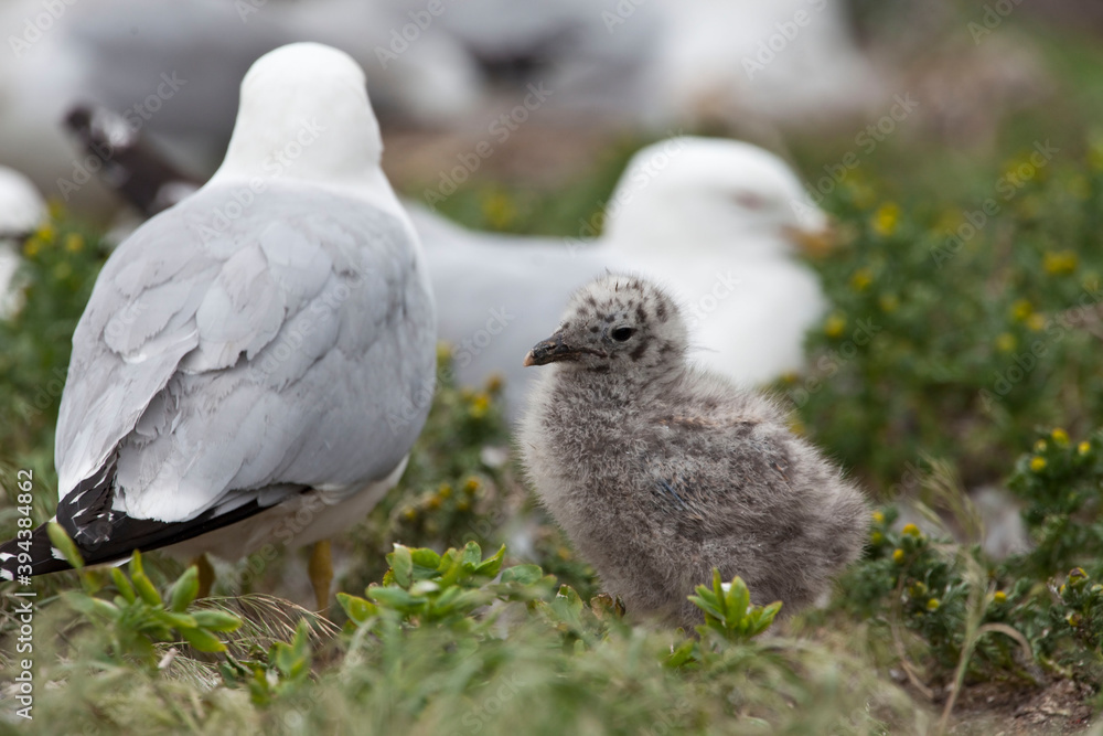Ring billed Gull, Larus delawarensis, close view of chick Ring billed Gull, Larus delawarensis, close view of chick