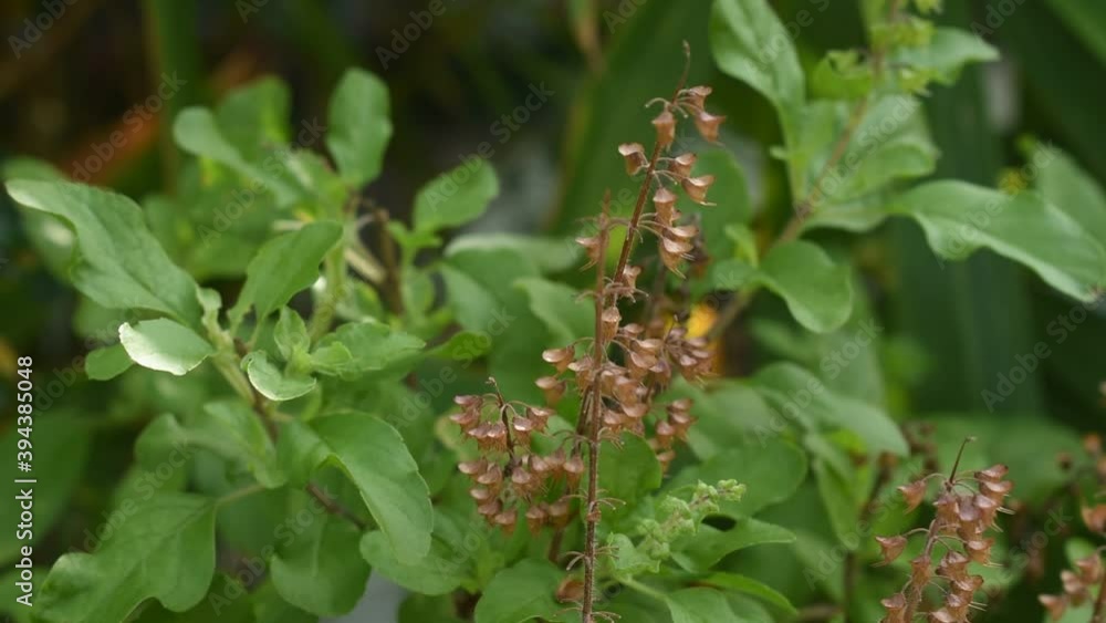 basil flower tropical herb branch and leaf in garden with sky background basil flower tropical herb branch and leaf in garden with sky background