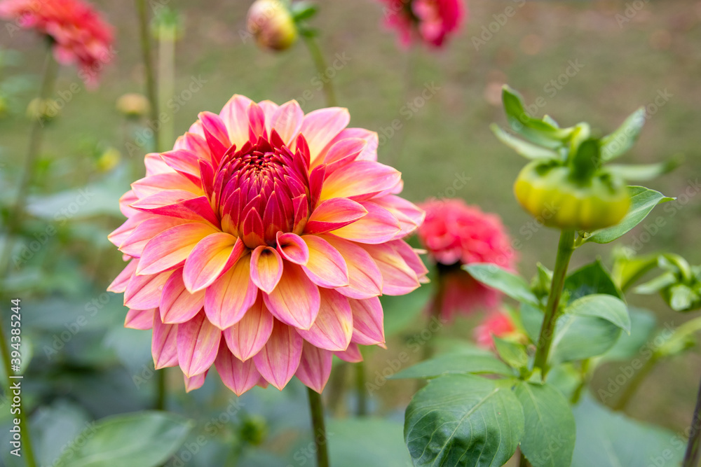 綺麗に咲くダリアの花 アンティークロマン