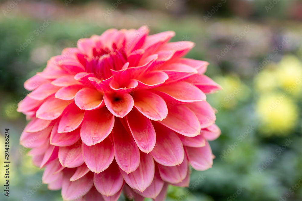 Fototapeta premium 綺麗に咲くダリアの花 アンティークロマン