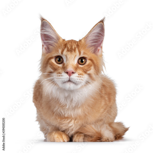 Handsome red (orange) Maine Coon cat kitten, laying down facing front. Looking towards camera. Isolated on white background.