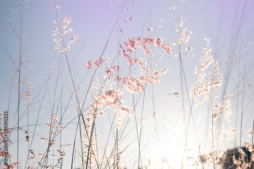 Blurred background in winter with beautiful blue-white tone grass flowers.