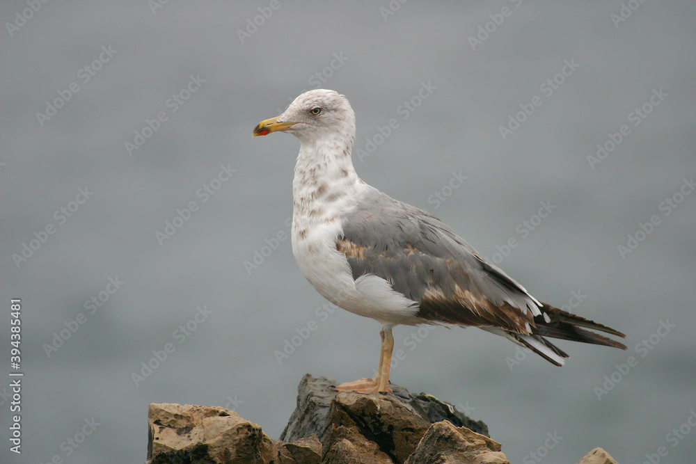Yellow-legged Gull, Larus michahellis, perched on rock Yellow-legged Gull, Larus michahellis, perched on rock
