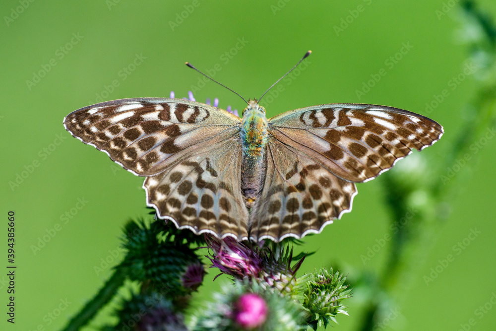 Fototapeta premium Kaisermantel (Argynnis f. valesina) Weibchen
