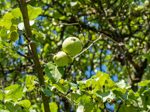 a green Apple hangs on a tree branch on a bright Sunny summer day