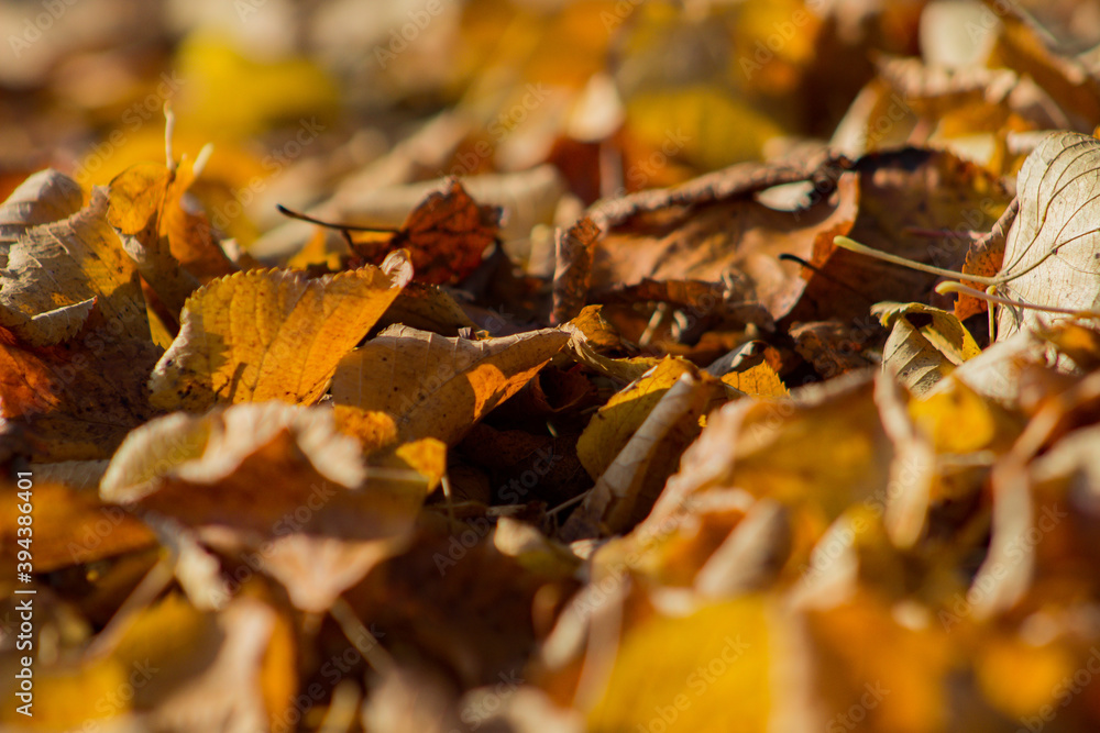 feuille d'automne jaune feuille d'automne jaune