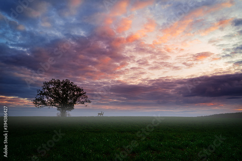 Wallpaper Mural ...an einem frühen herbstmorgen... Torontodigital.ca