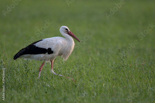 Cigogne blanche