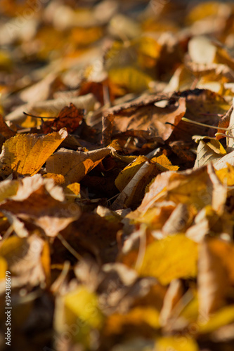 feuille d'automne jaune