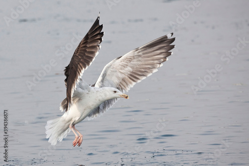 Great Black-backed Gull, Larus marinus, landing on water