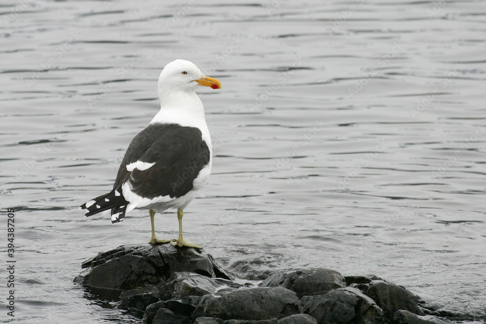 Kelp Gull, Larus dominicanus, by the water Kelp Gull, Larus dominicanus, by the water
