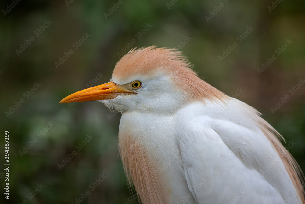 Obraz premium Héron garde-boeufs