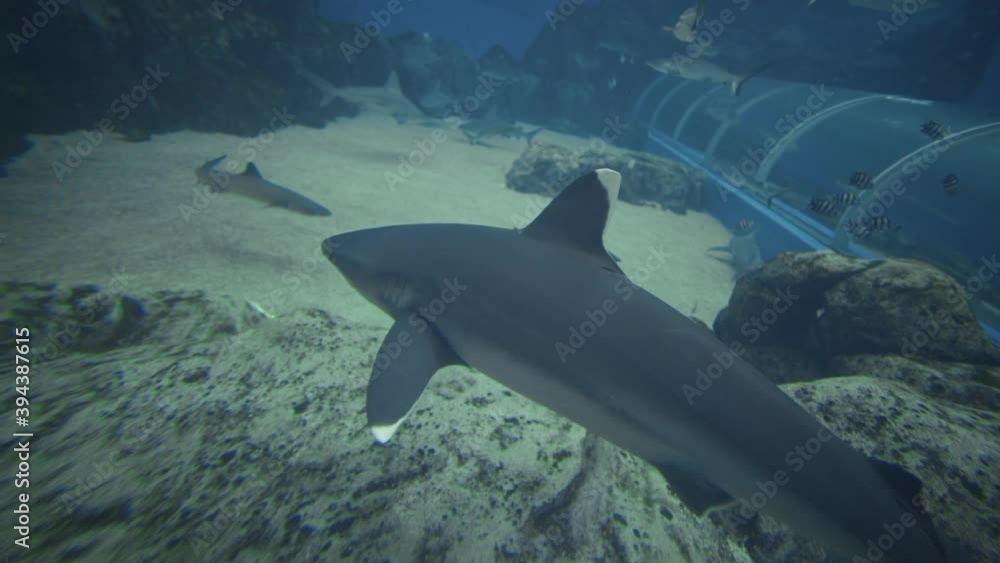 Silvertip Shark Swimming In Singapore S.E.A Aquarium Silvertip Shark Swimming In Singapore S.E.A Aquarium