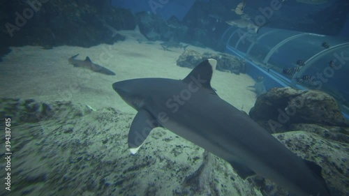 Silvertip Shark Swimming In Singapore S.E.A Aquarium photo