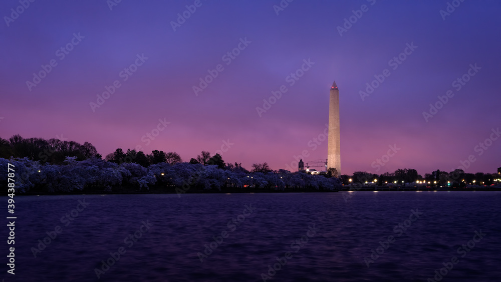 Washington Monument across Tidal Basin during cherry blossom festival Washington DC. Washington Monument on dark blue night sky background in the dusk.
