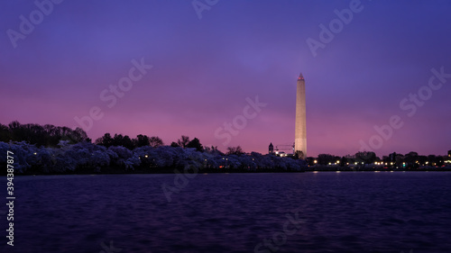 Washington Monument across Tidal Basin during cherry blossom festival Washington DC. Washington Monument on dark blue night sky background in the dusk.