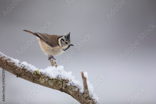 Mésange huppée photo