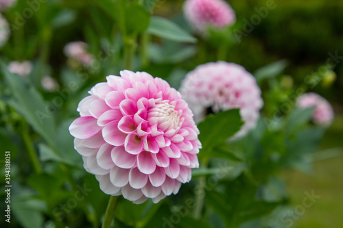 綺麗に咲くダリアの花 ベイビーピンク