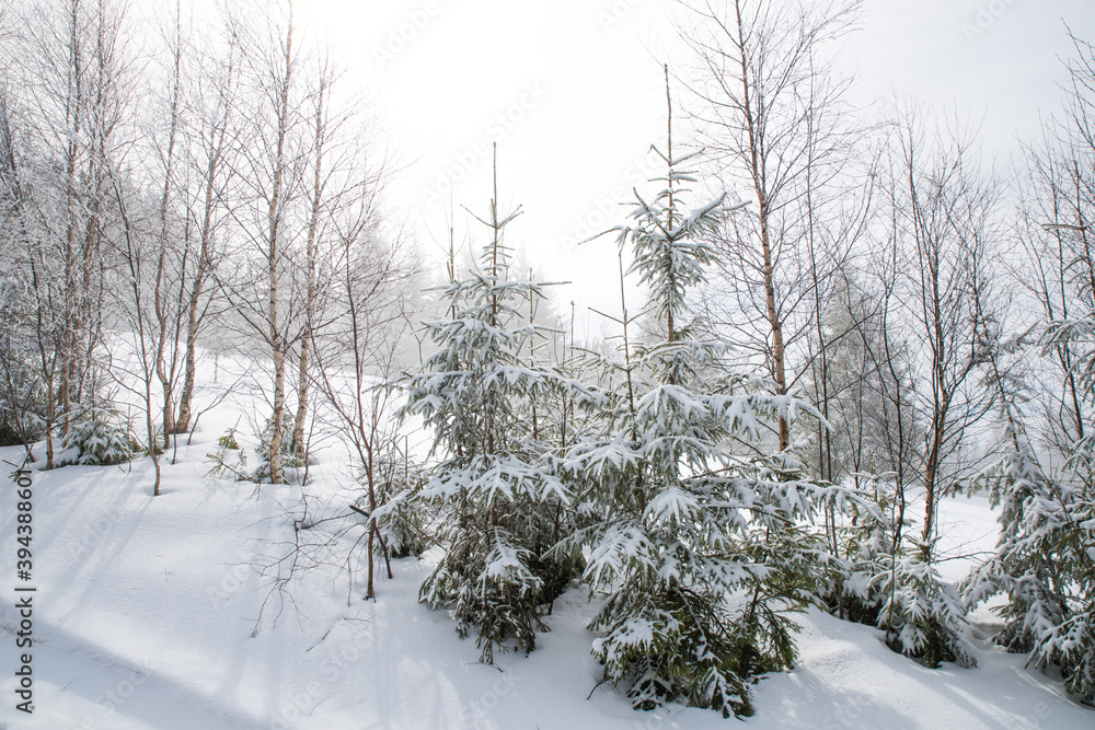 Snow-covered trees in the winter forest and in the mountains. Snow-covered trees in the winter forest and in the mountains.