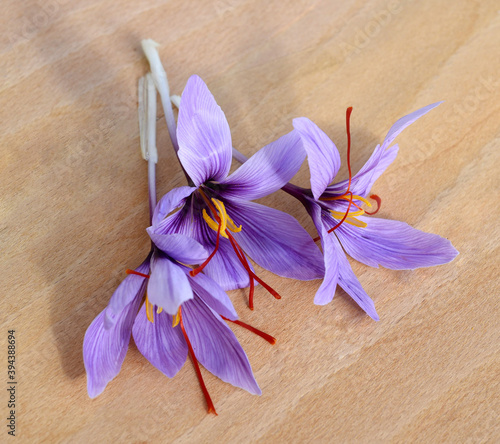 Safran, Crocus sativus, Heilpflanze photo