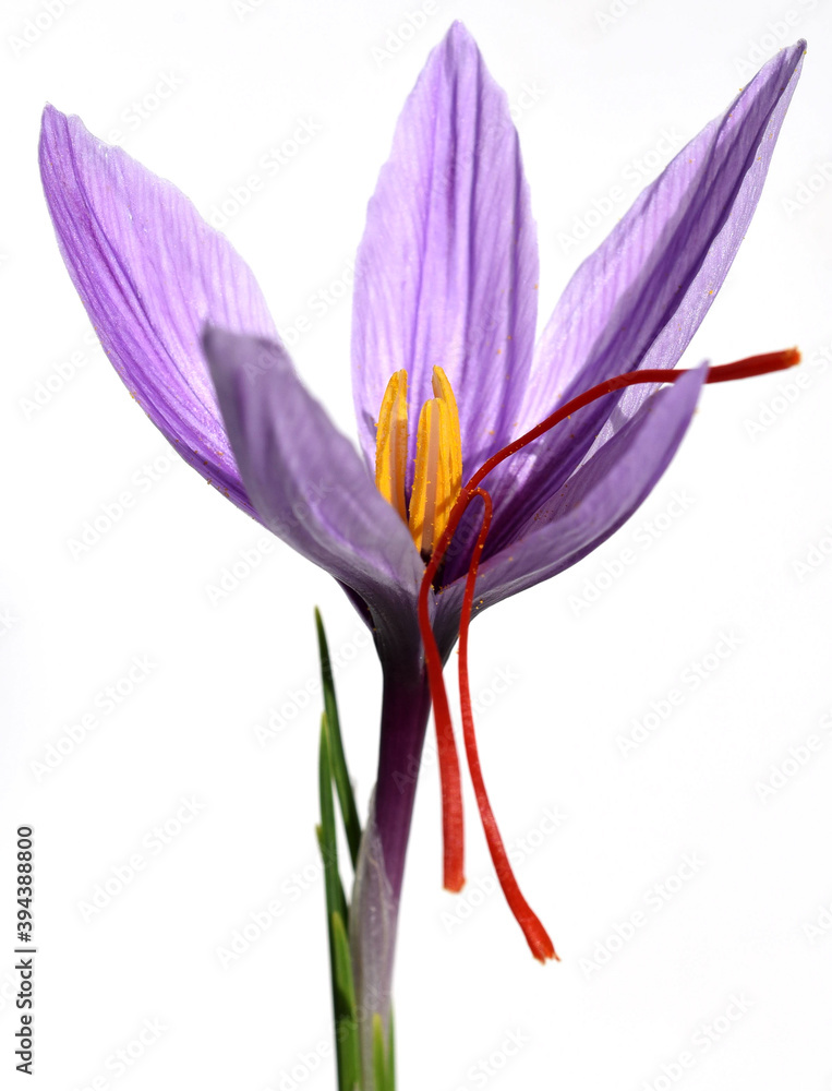 Naklejka premium Safran, Crocus sativus, Heilpflanze