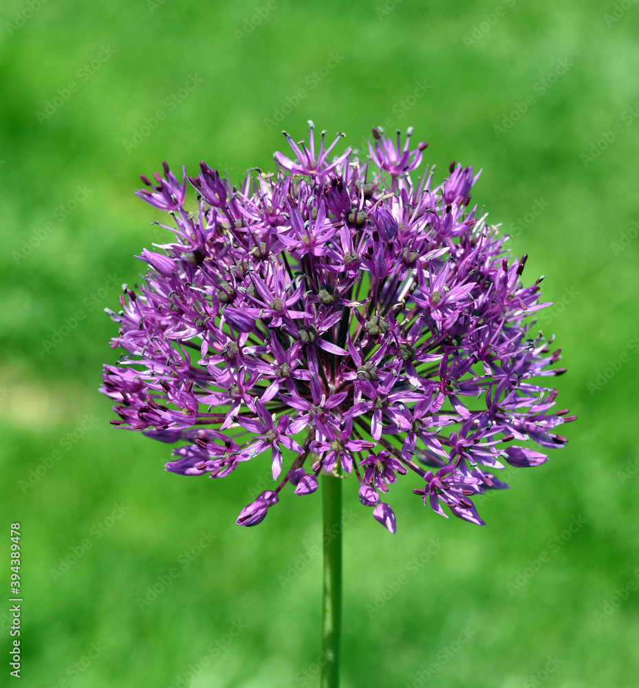 Zierlauch, Riesenlauch, Allium Zierlauch, Riesenlauch, Allium
