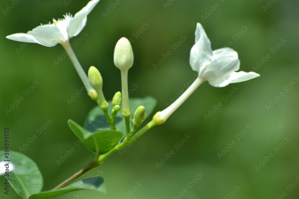 various small flowers are planted, with a bokeh background various small flowers are planted, with a bokeh background