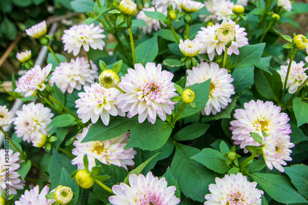 綺麗に咲くダリアの花 マーガレット 綺麗に咲くダリアの花 マーガレット