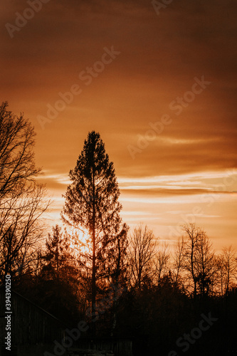 sunsetin tree photo