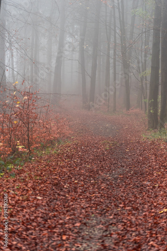 Nebel im Wald.Herbst