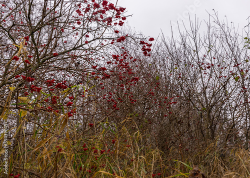 red autumn berry accents on the river bank, traditional river bank vegetation in autumn, various reeds and grasses on the river bank, bare trees, autumn photo