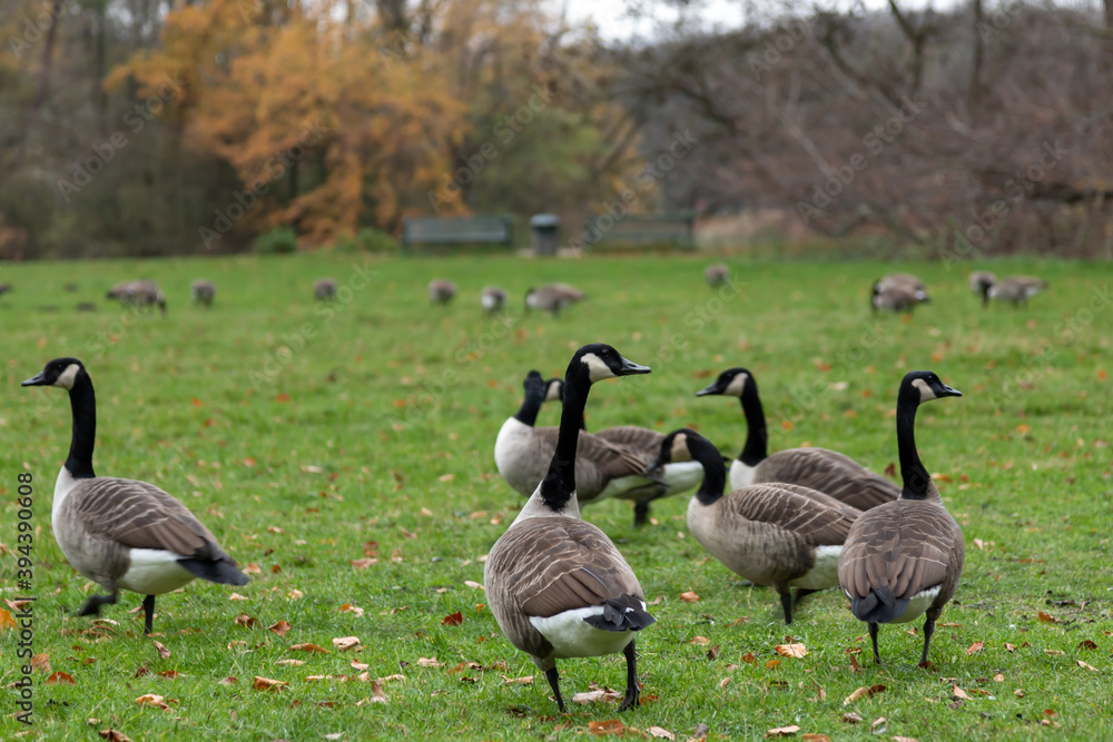 canada geese on a meadow in a park, bench in the background canada geese on a meadow in a park, bench in the background