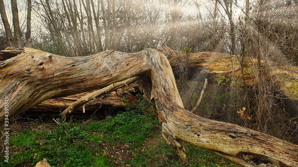 Fototapeta premium tree stump