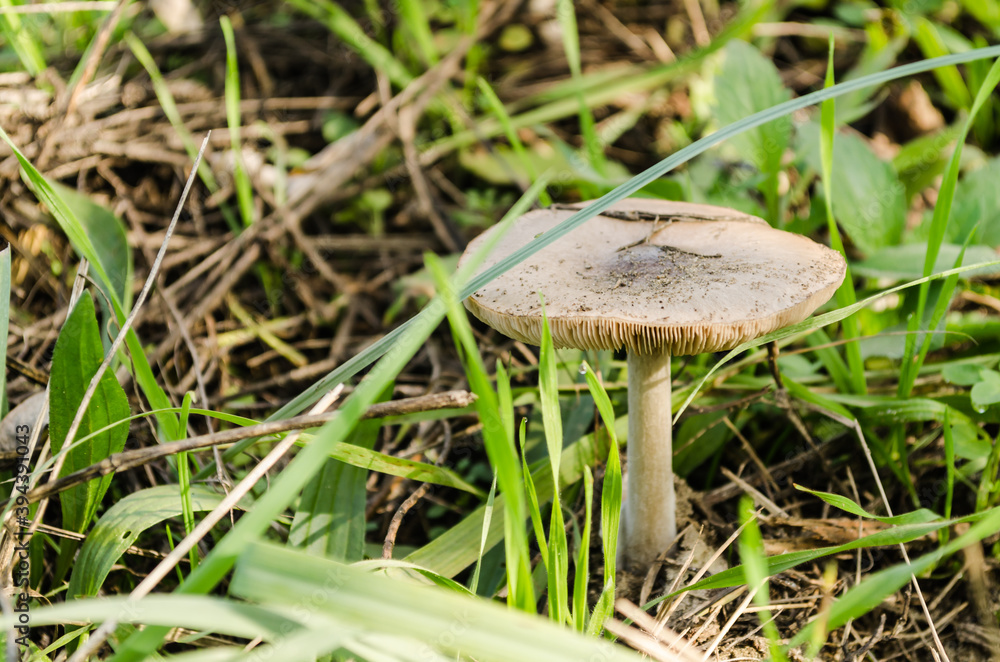 Young unharvested mushrooms after rain Young unharvested mushrooms after rain