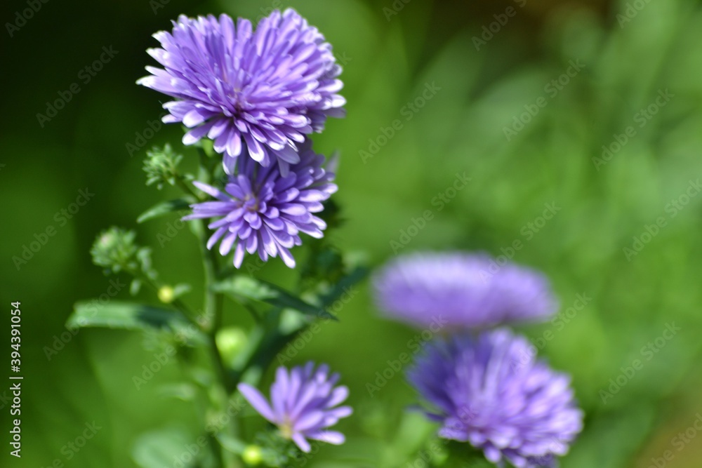 various small flowers are planted, with a bokeh background various small flowers are planted, with a bokeh background