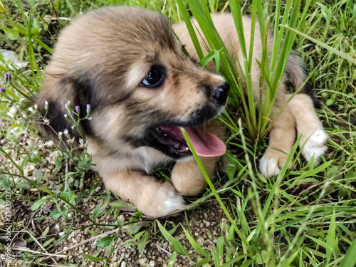 puppy in the grass