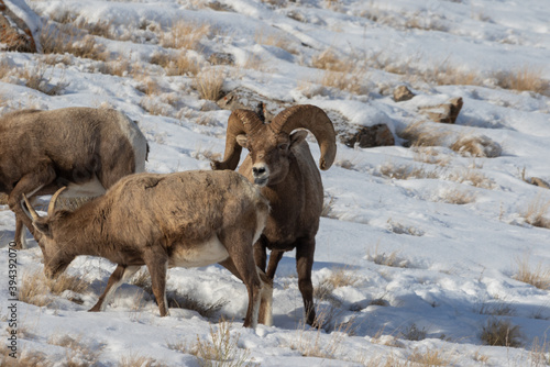 Bighorn Sheep Rutting in Snow in Wyoming