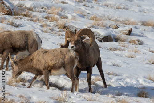 Bighorn Sheep Rutting in Snow in Wyoming