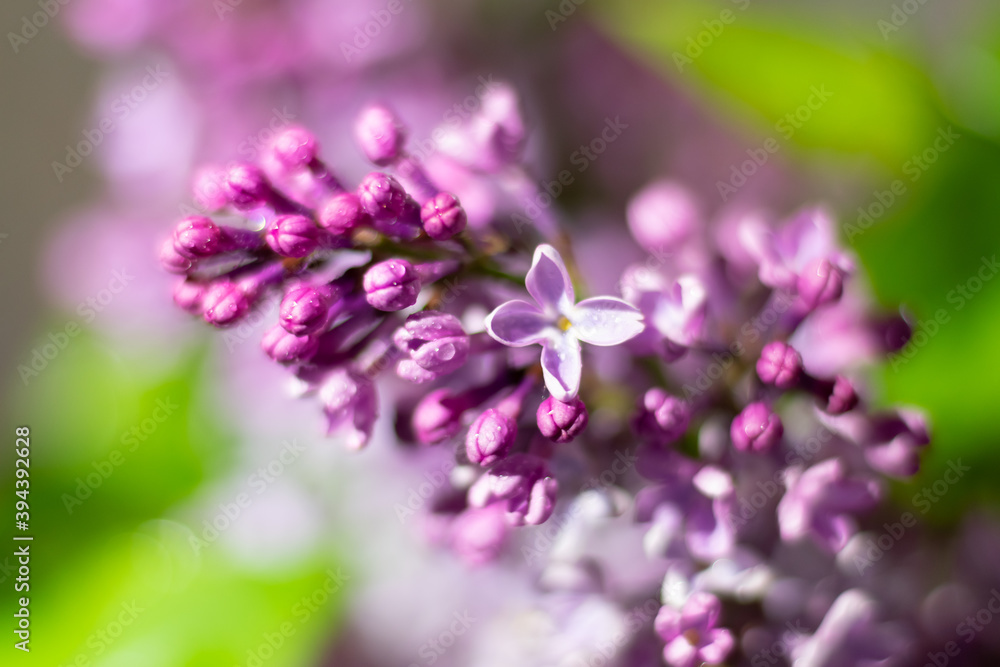 Close up view of blossoming wet lilac flowers and buds on blurred green backdrop