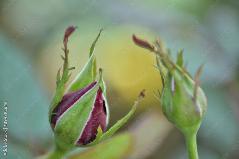 various small flowers are planted, with a bokeh background various small flowers are planted, with a bokeh background
