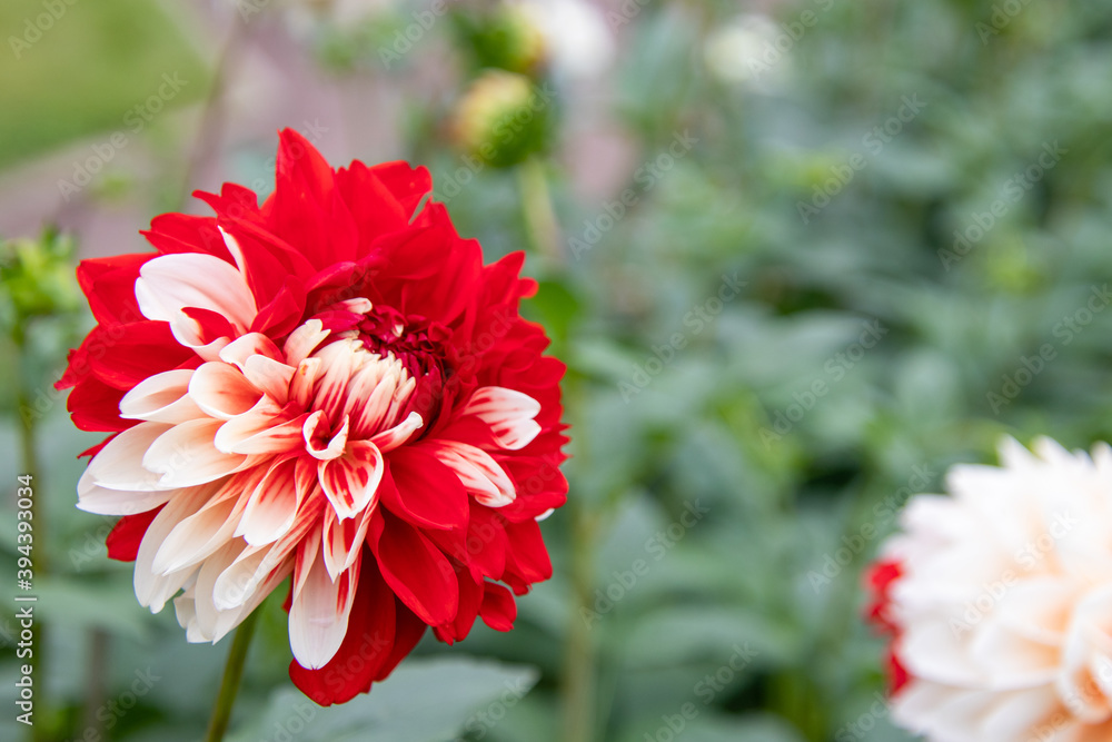 綺麗に咲くダリアの花 花かんざし 綺麗に咲くダリアの花 花かんざし