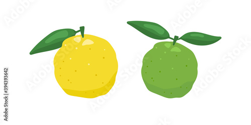 Green and yellow yuzu japanese citron fruit vector illustration isolated on white background. Full citrus yuzu fresh fruit with green leaves set.