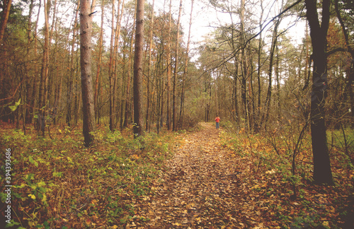 Fototapeta Naklejka Na Ścianę i Meble -  Osoba w pomarańczowej kurtce stoi na ścieżce w lesie